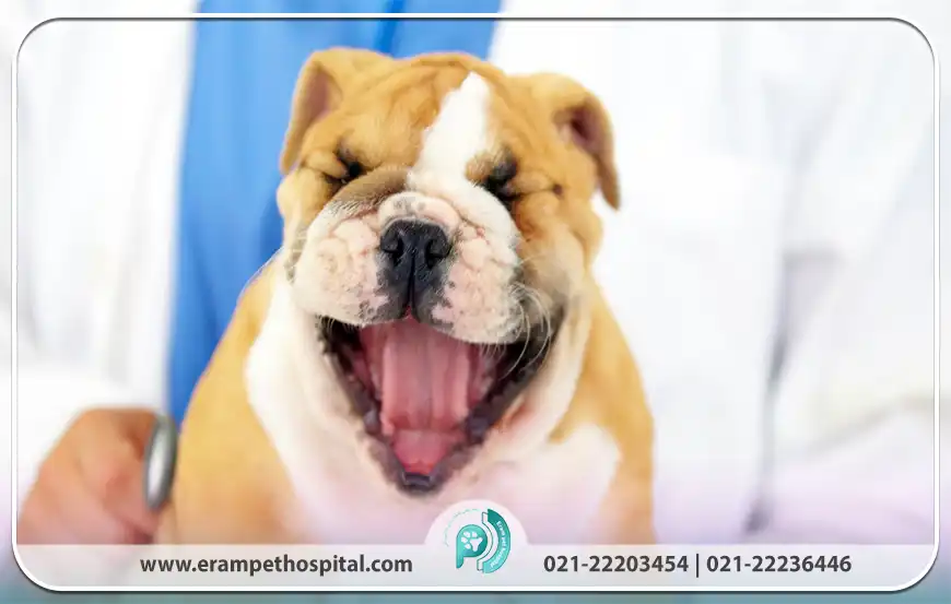 پیشگیری از سرفه کنلی