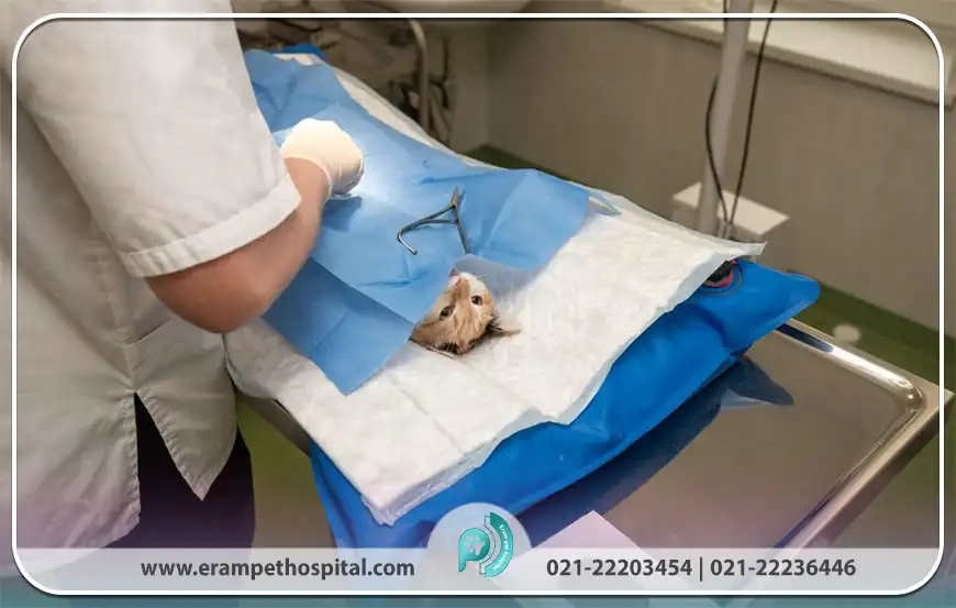 نکات مهم قبل و بعد از عقیم‌سازی گربه‌ها