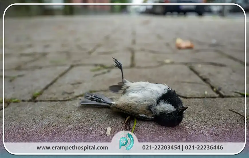 چه دارویی برای اسهال پرندگان مناسب است؟
