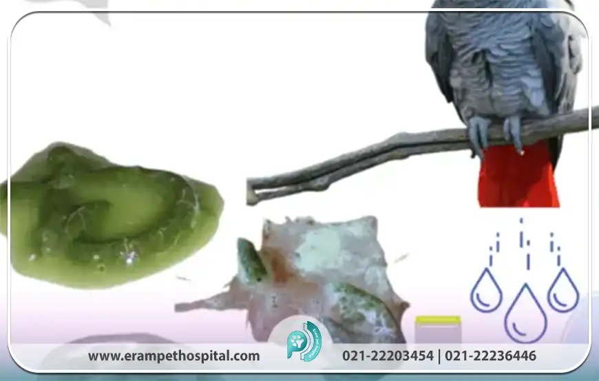 مراقبت‌های صحیح در جلوگیری از اسهال پرندگان خانگی
