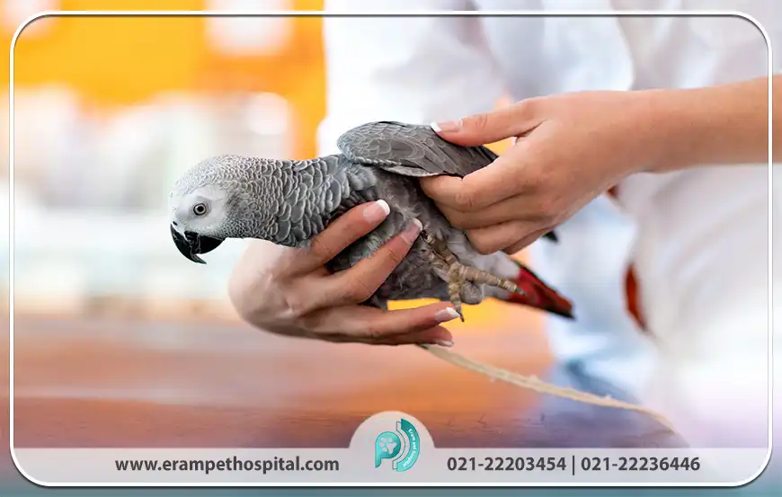 مهم‌ترین دلایل مسمومیت پرندگان