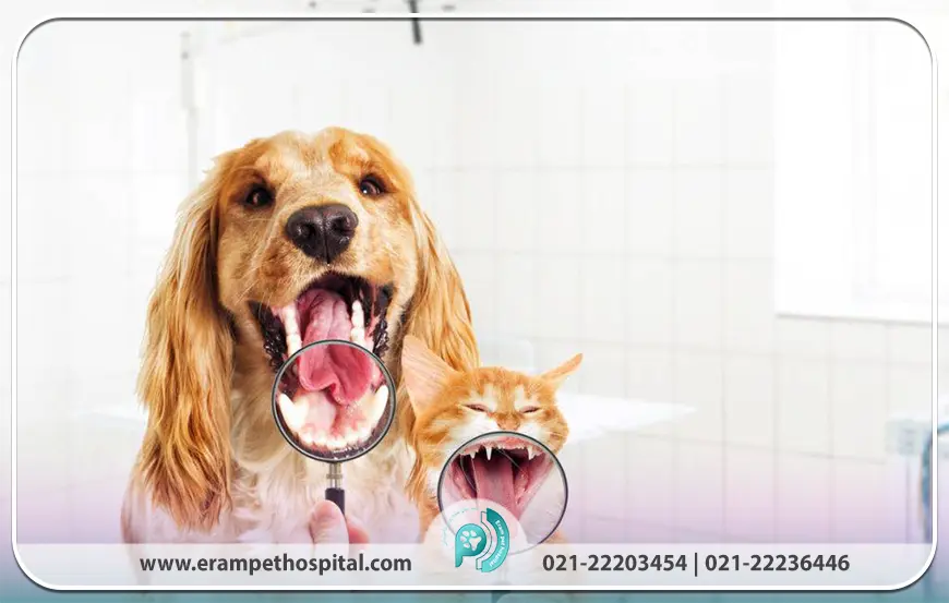علائم هشداردهنده مشکلات دهان و دندان در حیوانات خانگی