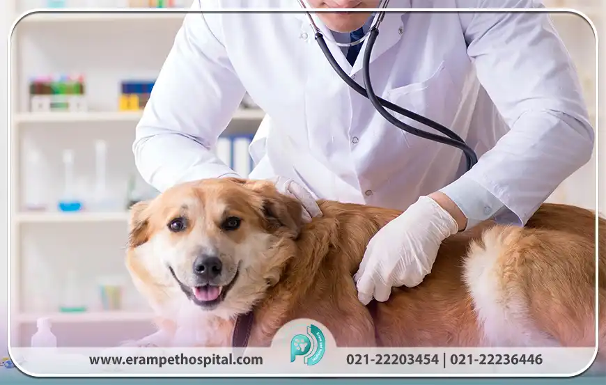 چه زمانی حیوان خانگی را فوراً نزد دامپزشک ببریم؟