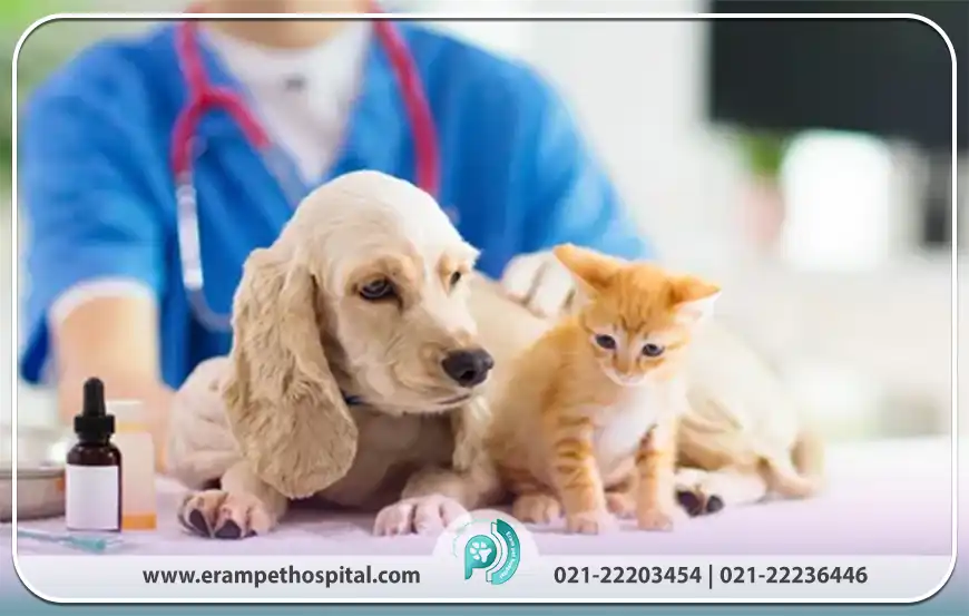 اهمیت داروخانه دامپزشکی در درمان، پیشگیری و مراقبت حیوانات خانگی​