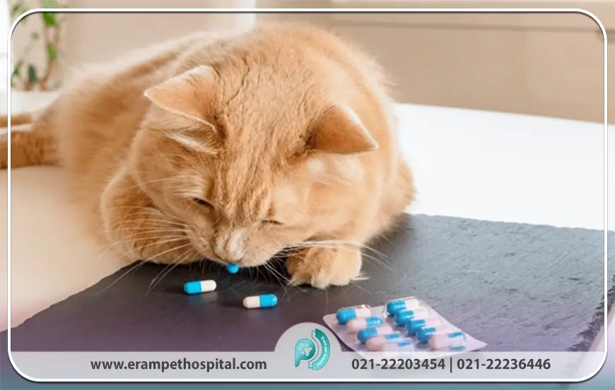 داروهای پرکاربرد حیوانات خانگی