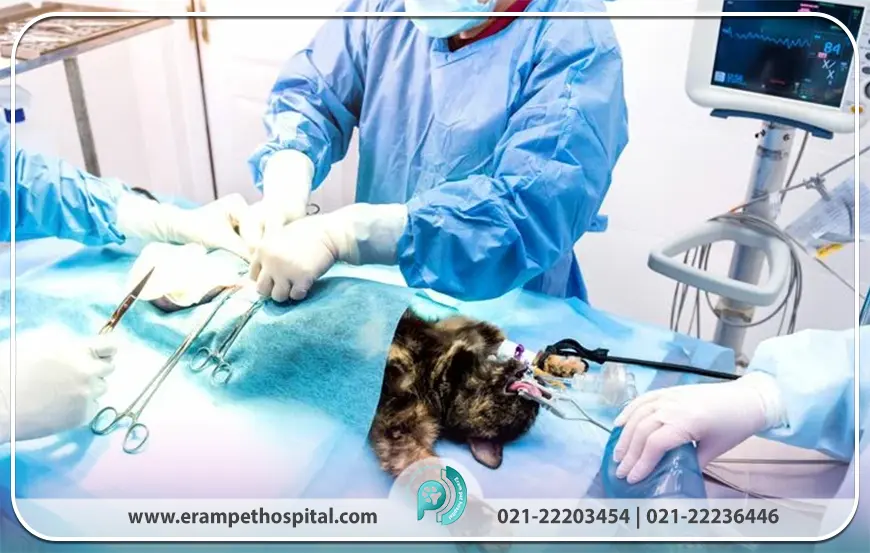 جراحی حیوانات خانگی (اهمیت و ضرورت)