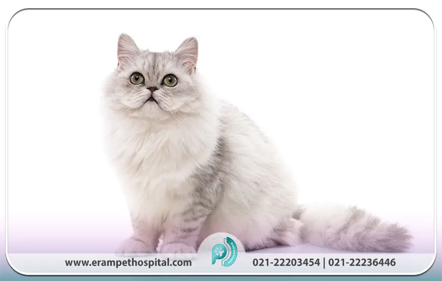 ظاهر و ویژگی‌های فیزیکی گربه پرشین