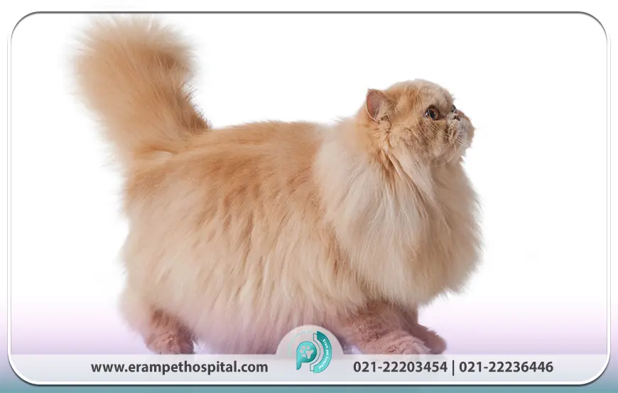 نگهداری از گربه پرشین