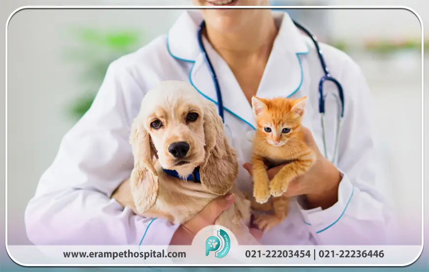 مراقبت از سگ‌ها و گربه‌ها و حیوانات اگزوتیک