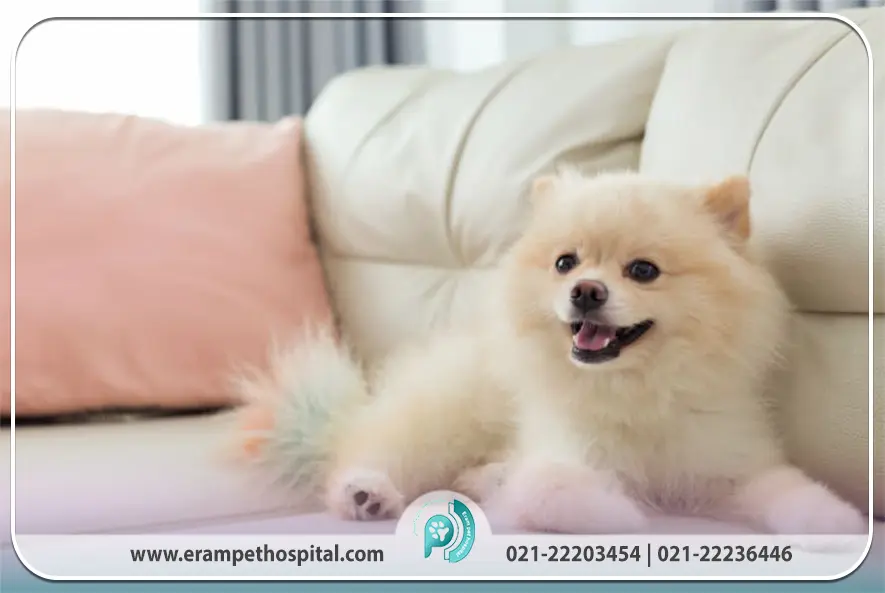 تاریخچه و ریشه نژاد پامرانین