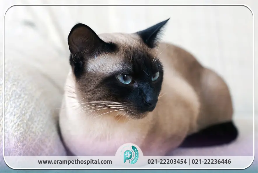 تاریخچه و ریشه نژاد سیامی