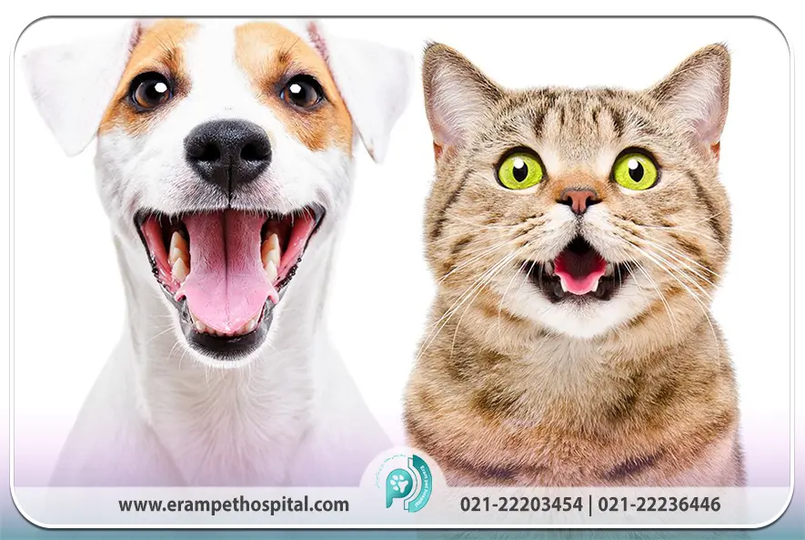 چگونه از بیماریهای دندان در سگ و گربه جلوگیری کنیم؟