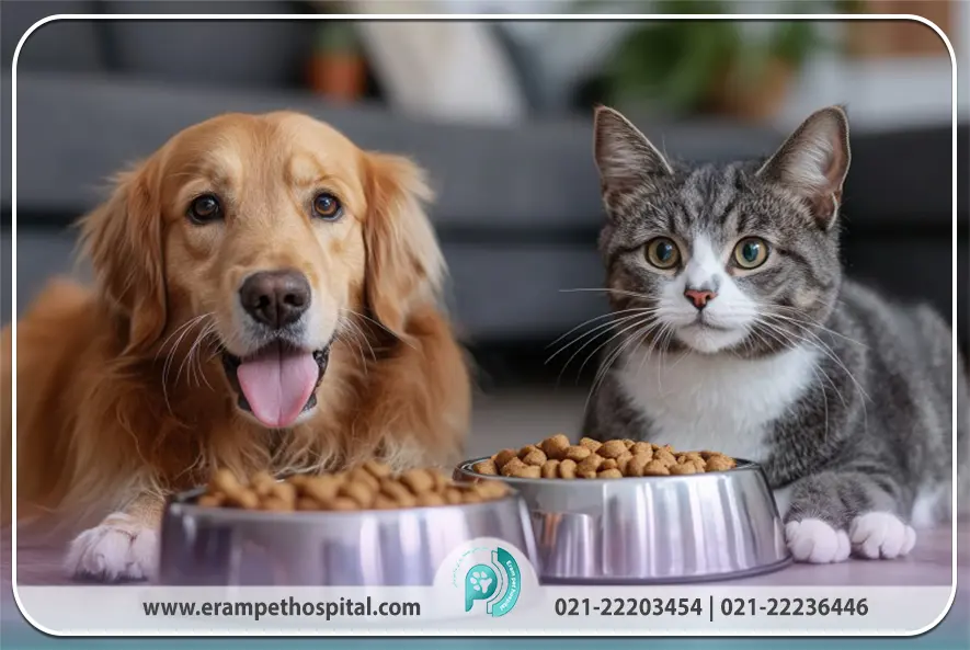 نکات مهم برای صاحبان حیوانات