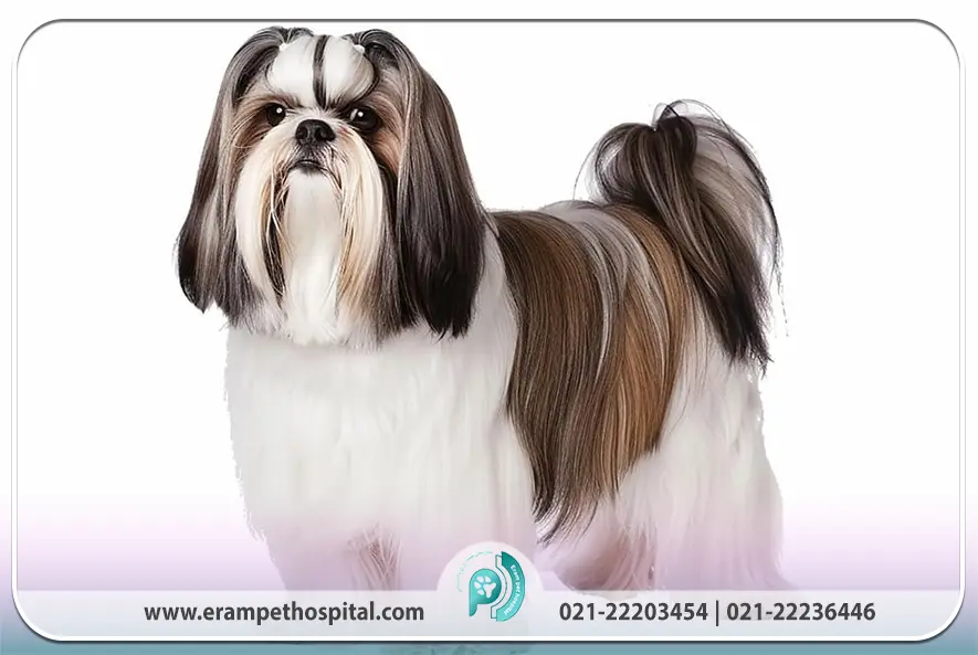 سگ شیتزو (Shih Tzu)(راهنمای جامع نگهداری، محبوبیت)