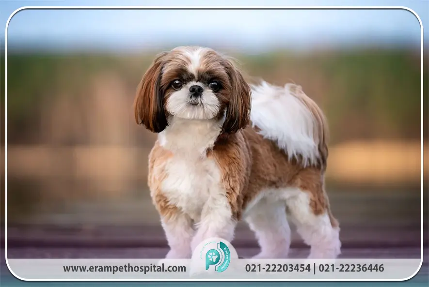 ویژگی‌های ظاهری و استانداردهای نژاد اصیل