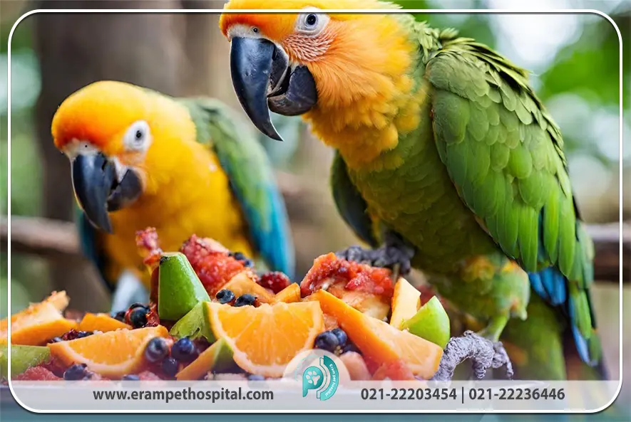 رژیم غذایی و نگهداری پرندگان (جدول موادغذایی مجاز و ممنوعه)