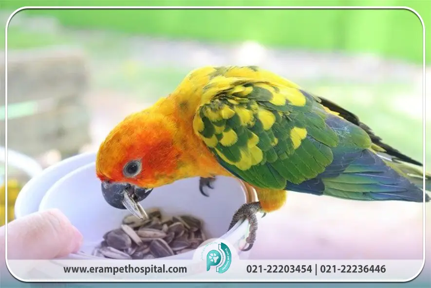 نکات طلایی در نگهداری و بهداشت محیط پرنده