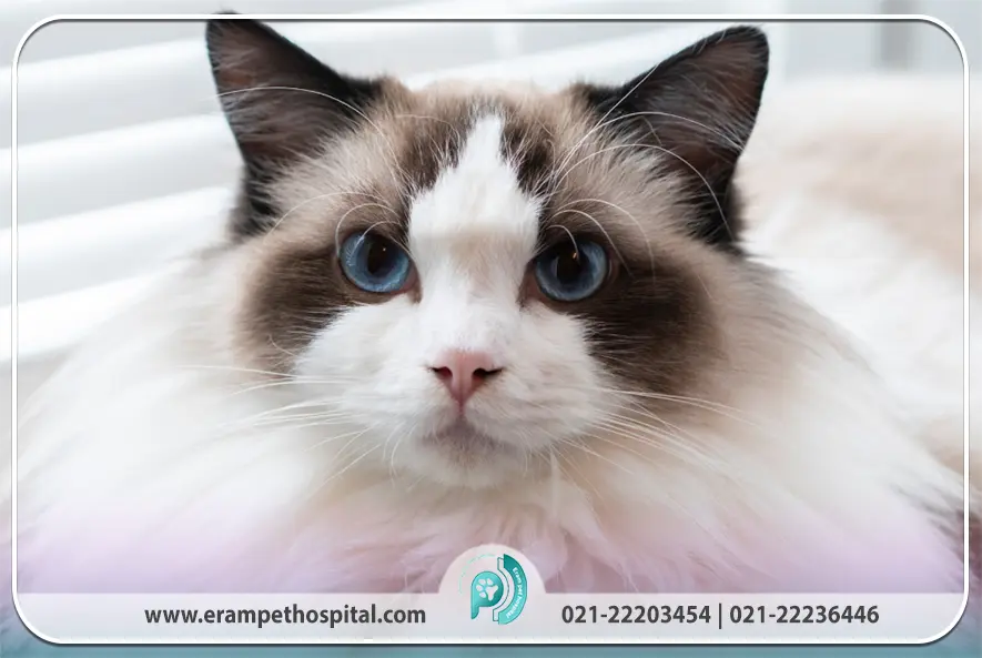 راهنمای نگهداری، تغذیه و سلامت (نیاز کاربر)