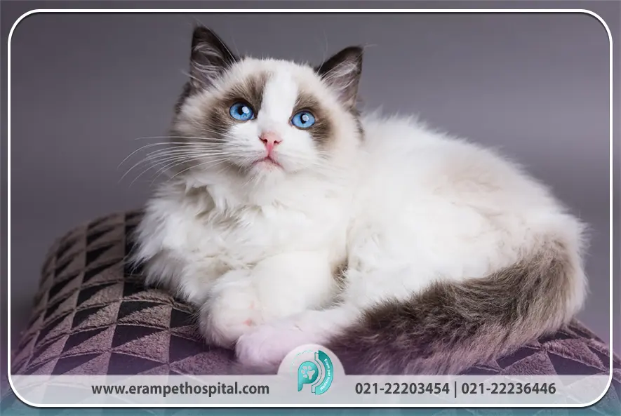 جامع‌ترین راهنمای گربه راگ‌دال (Ragdoll)