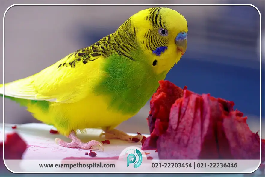 هرم غذایی استاندارد برای یک پرنده سالم