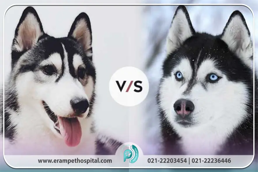 تفاوت هاسکی سیبری و مالاموت آلاسکایی