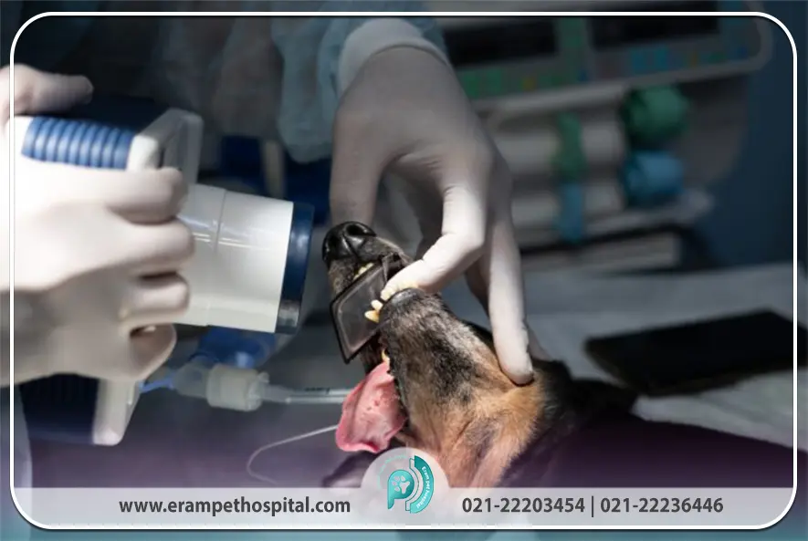 رادیوگرافی دیجیتال دندان (Dental X-ray)