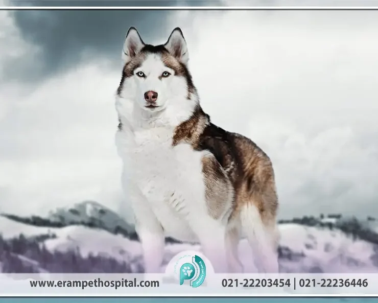 سگ هاسکی Husky (شناخت، نگهداری و تربیت این نژاد پرانرژی)