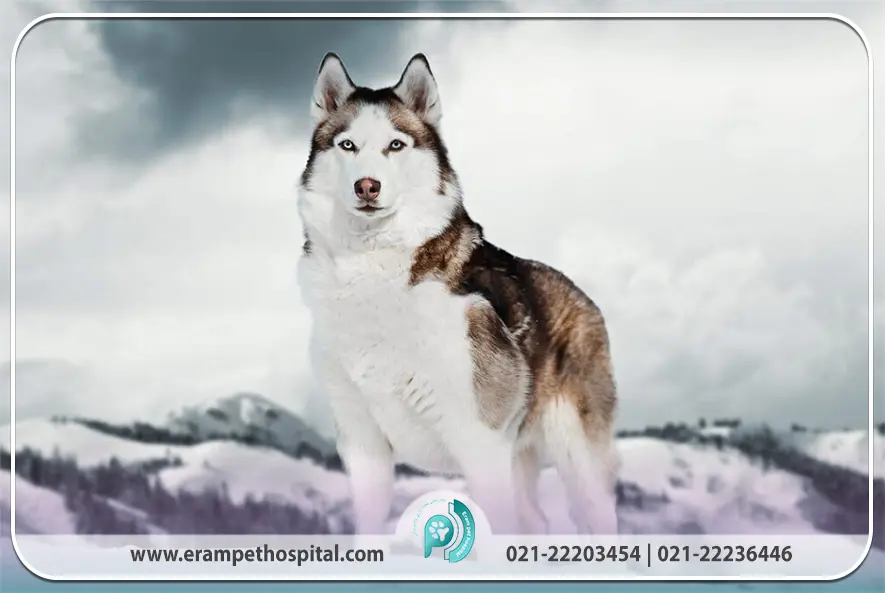 سگ هاسکی Husky (شناخت، نگهداری و تربیت این نژاد پرانرژی)
