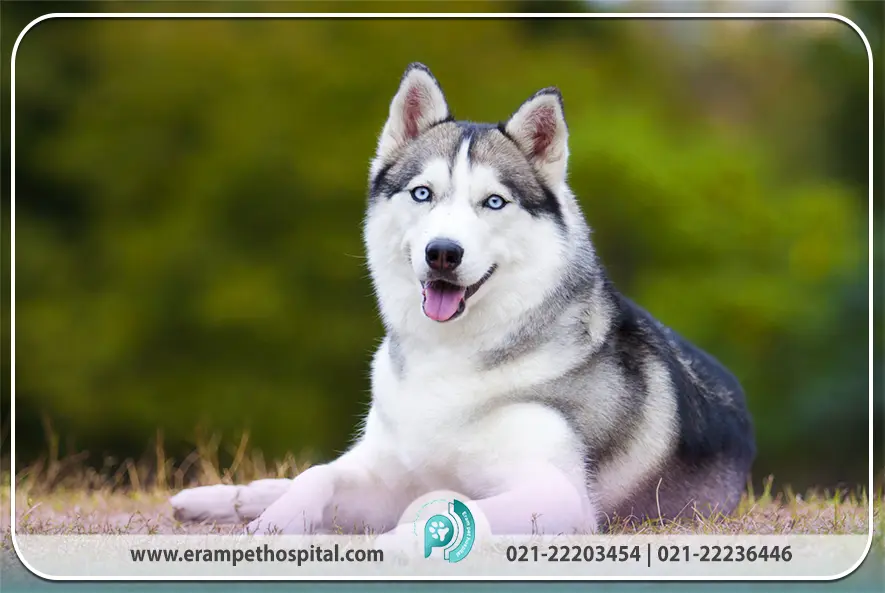 آموزش و تربیت هاسکی (چطور بدون آلفا تربیت کنیم؟)