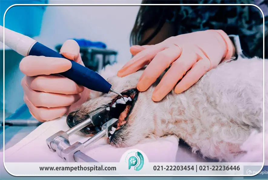 عصب‌کشی و ترمیم دندان (Endodontics)