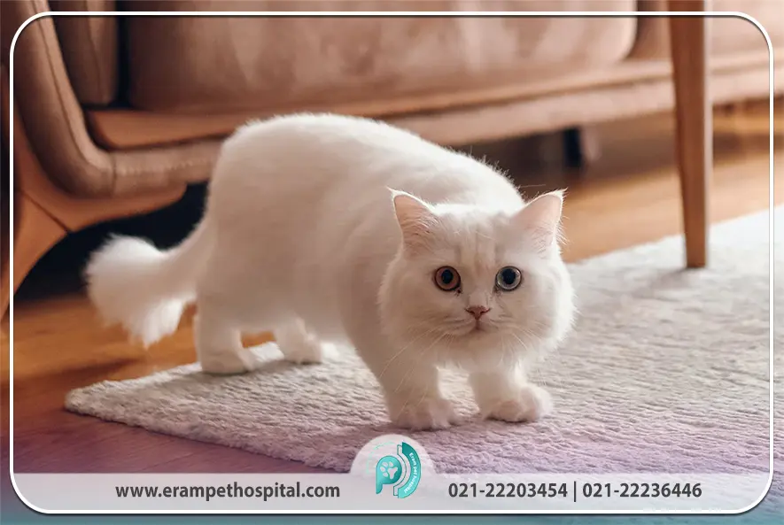 راهنمای جامع گربه مانچکین (Munchkin)