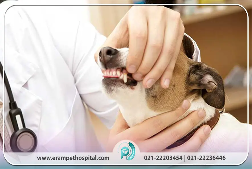 چرا سلامت دهان و دندان حیوانات اهمیت حیاتی دارد؟