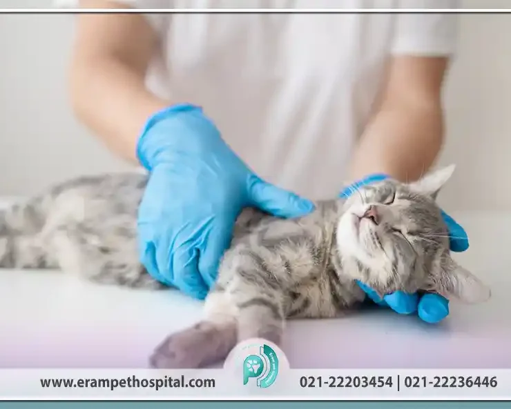 انواع بیماری رایج در گربه‌های خانگی (پیشگیری، علائم، درمان)