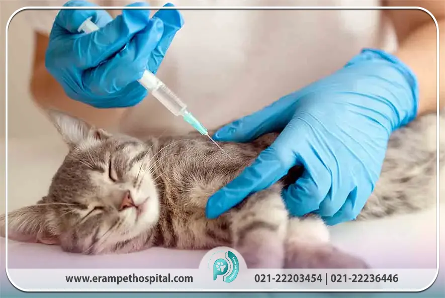 واکسیناسیون و انگل‌زدایی در پت چگونه انجام می شود؟