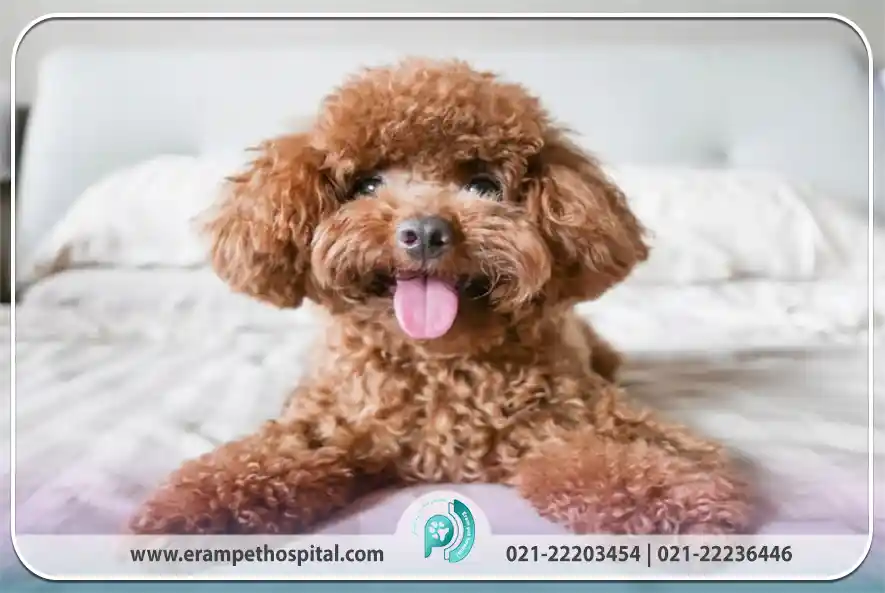 آموزش و تربیت سگ پودل (چالش‌ها و ترفندها)
