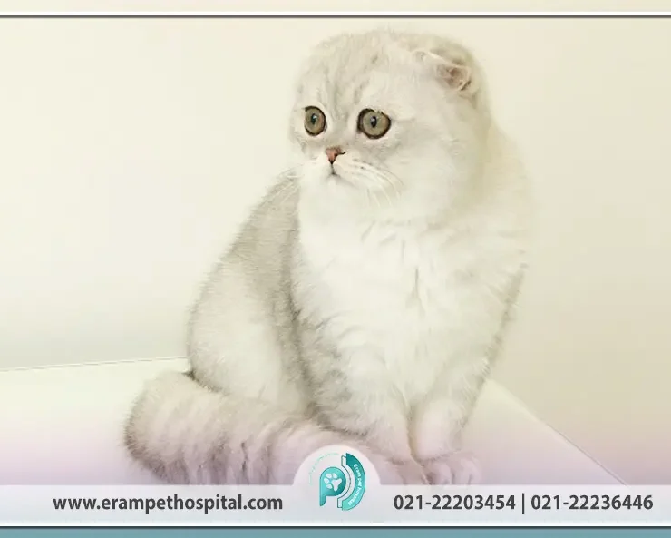 راهنمای کامل نژاد گربه اسکاتیش فولد (ویژگی، نگهداری و سلامت)