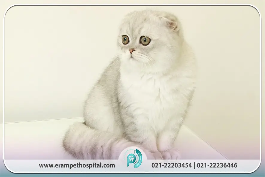 راهنمای کامل نژاد گربه اسکاتیش فولد (ویژگی، نگهداری و سلامت)
