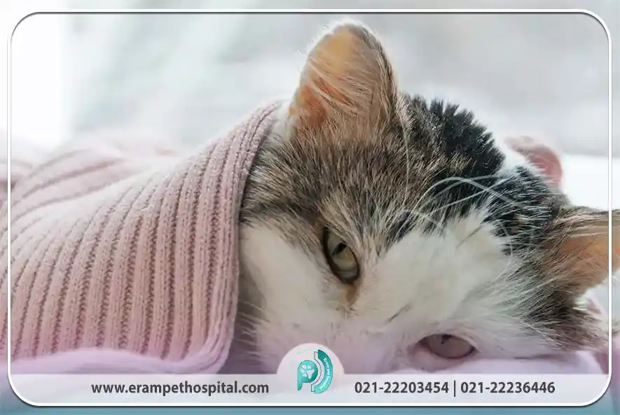 بیماری‌های ویروسی و عفونی (تهدیدهای جدی سیستم ایمنی)