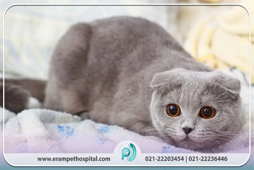 چرا گوش‌های اسکاتیش فولد خمیده است؟