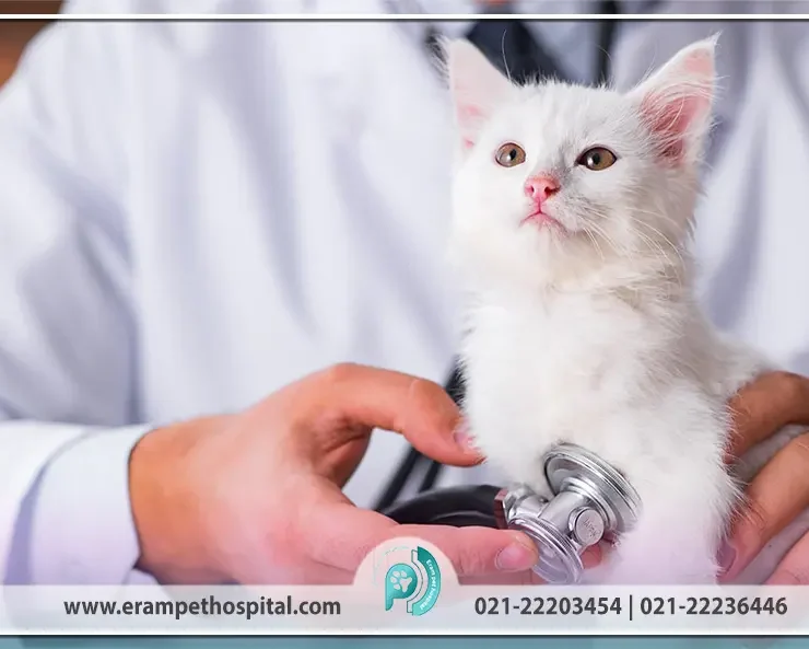 چرا معاینه دوره‌ای پت‌ها از آنچه فکر می‌کنید حیاتی‌تر است؟