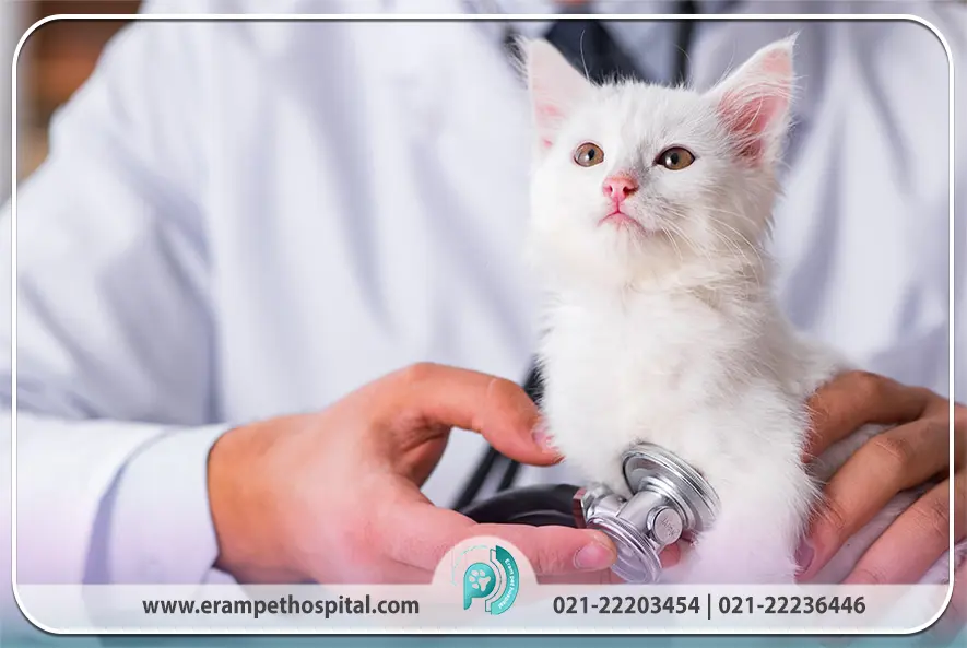 چرا معاینه دوره‌ای پت‌ها از آنچه فکر می‌کنید حیاتی‌تر است؟